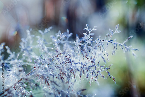 Frost on the leaves and plants