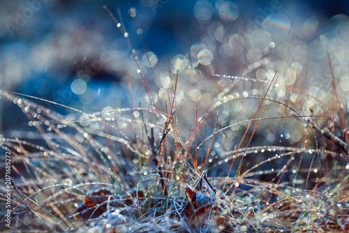 Frost on the leaves and plants