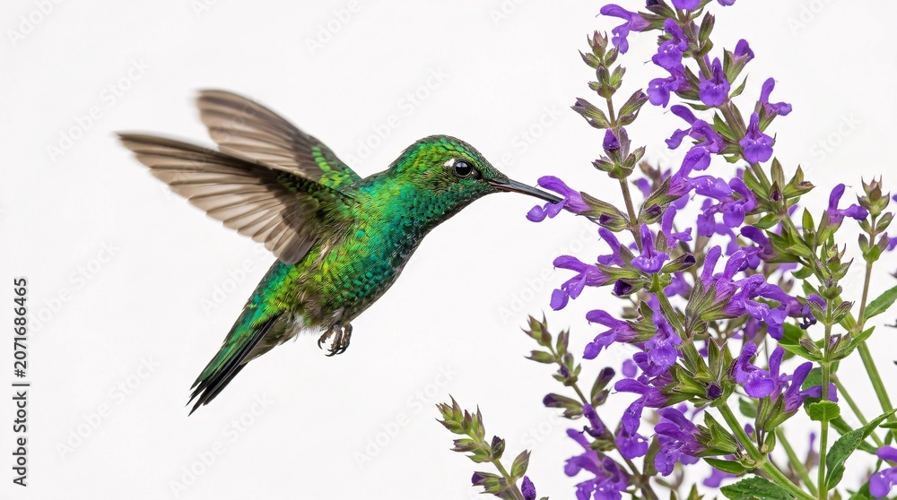 Fototapeta premium Shimmering green hummingbirds hover gracefully in mid-air feeding from beautiful blooming purple salvia flowers on pure white backgrounds.