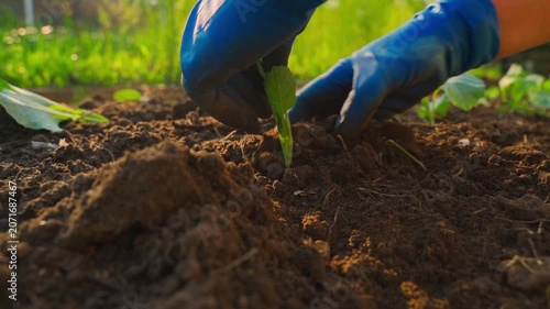 White cabbage seedling planting process in garden bed soil close-up in slow motion