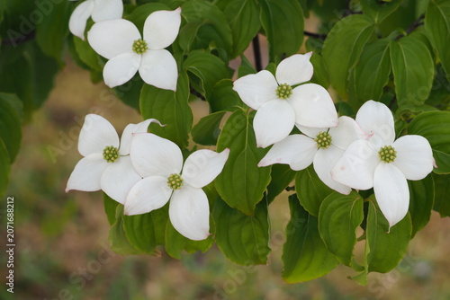 ５月　白い花	flower　 Kousa dogwood
