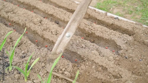 Covering red pea seeds with soil in garden bed using hand hoe
