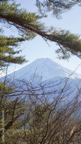 Beautiful View of Snow-Capped Mount Fuji Framed by Pine Tree Branches