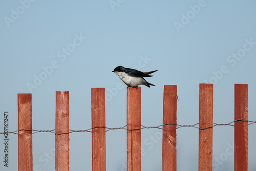Tree swallow perched atop a wooden fence against a clear blue sky with abundant copy space and minimalist natural composition.