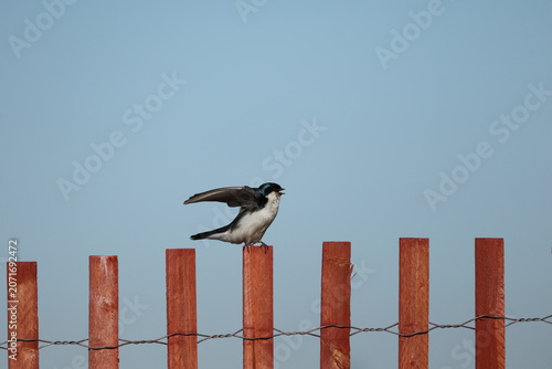 Tree swallow perched on a wooden fence with raised wing and open beak against a clear blue sky, showcasing natural behavior.