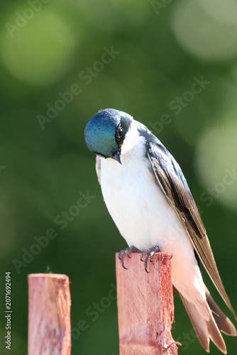 Tree Swallow (Tachycineta bicolor) perched on a wooden fence post, displaying iridescent blue-green plumage against soft green bokeh.