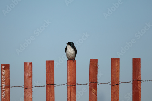 Minimalist wildlife portrait of a tree swallow perched atop a wooden fence with abundant copy space and a clean blue sky background.