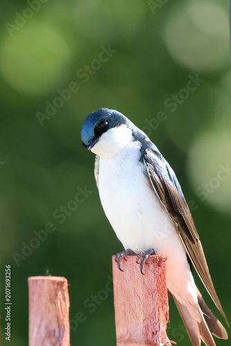 Tree Swallow (Tachycineta bicolor) perched on a wooden fence post with soft green bokeh background and natural light.