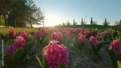 Pink Hyacinth Flowers Field Blooming In Spring Garden At Sunset