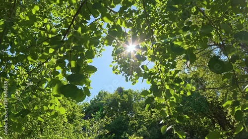 Low-Angle View of Green Tree Canopy With Sunburst Against Blue Sky