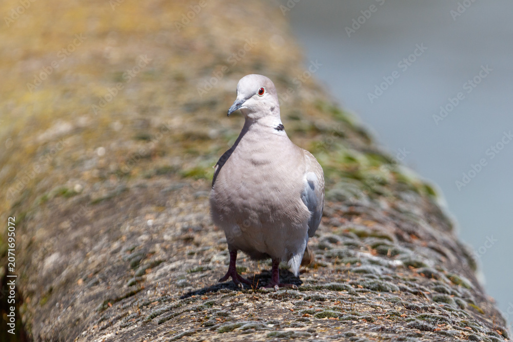 Obraz premium Close-up of a common pigeon perched on weathered rock
