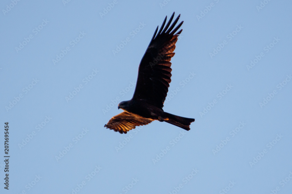 Obraz premium Black kite soars against clear blue sky