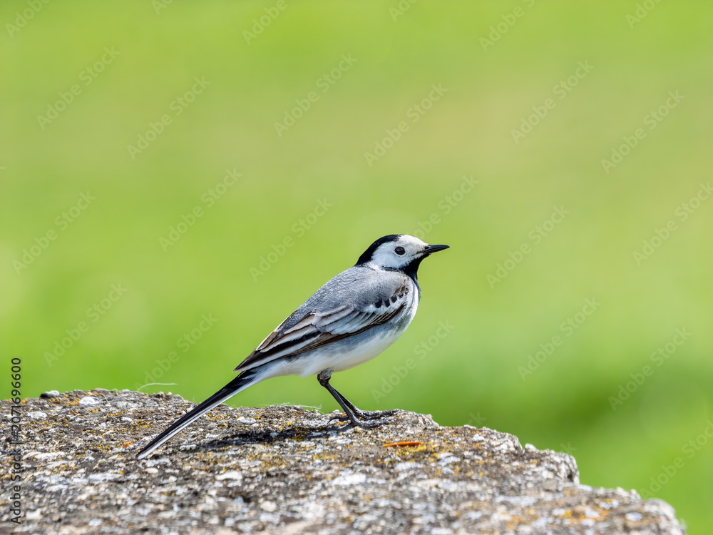 Obraz premium White Wagtail Bird Perched On Rock Against Soft Green Background