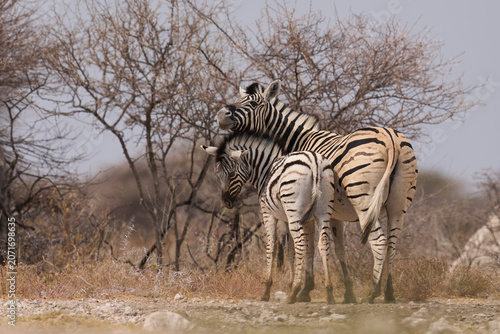 Принти на полотні Group of Plains Zebra (Equus quagga) at a waterhole in Onguma Nature Reserve abu