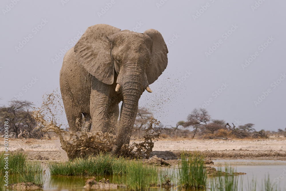 Obraz premium Large male African Elephant (Loxodonta africana) at a waterhole in Onguma Nature Reserve abutting Etosha National Park, Namibia