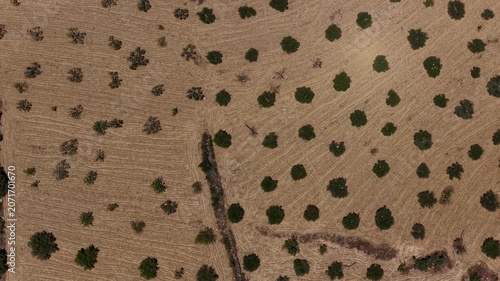 Aerial Shot of Greece's Iconic Mediterranean Olive Groves