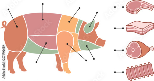 Canvastavla Pork Meat Cuts Diagram with Shoulder Belly Ham Ribs and Butcher Sections Infogra