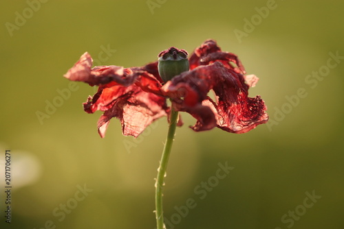 fiore di papavero in primavera al tramonto
