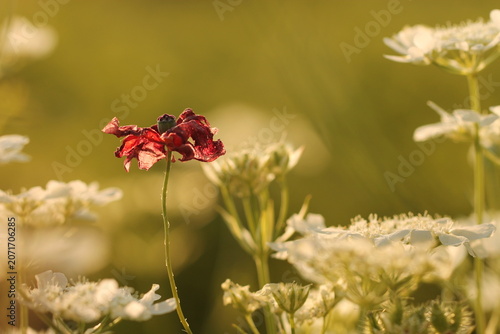 fiore di papavero in primavera al tramonto