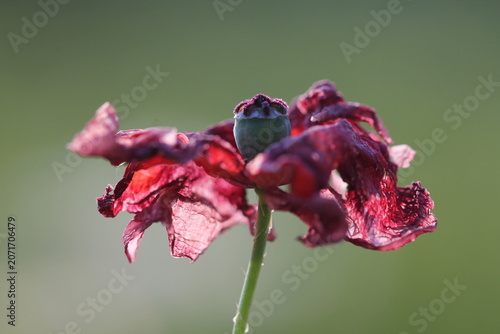 fiore di papavero in primavera al tramonto