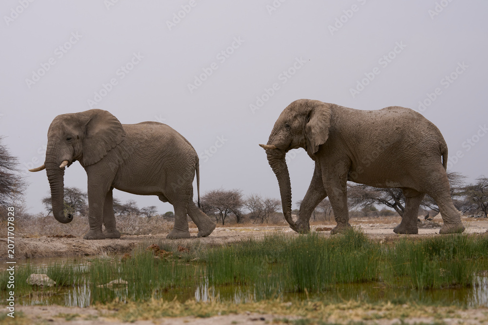 Fototapeta premium Group of large male African Elephant (Loxodonta africana) at a waterhole in Onguma Nature Reserve abutting Etosha National Park, Namibia