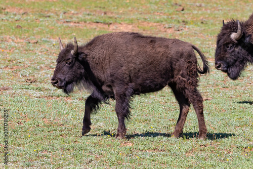 American plains bison (Bison bison bison) walking across an open grassy field at Grand Canyon's North Rim. Young Bison in the rear. Pine forest in the background. 
