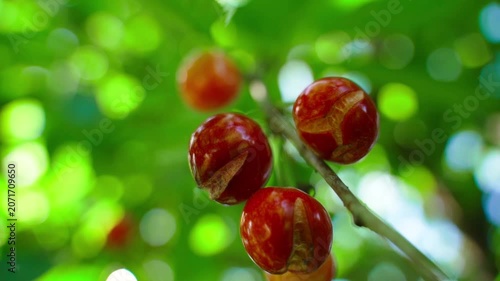 Cracked ripe cherries on tree branch close-up