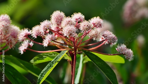 Close Up Of Finnish Knotweed Persicaria Polymorpha Flowers In Bloom