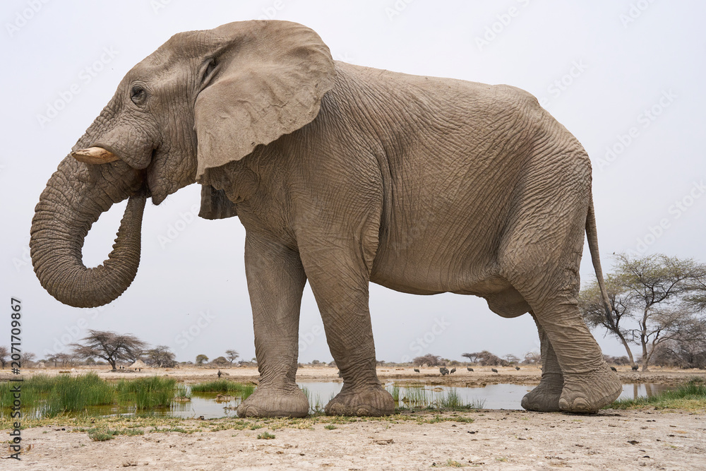 Fototapeta premium Large male African Elephant (Loxodonta africana) at a waterhole in Onguma Nature Reserve abutting Etosha National Park, Namibia