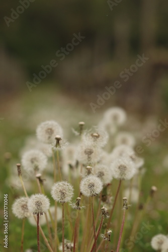 fiore di dente di leone in primavera al tramonto