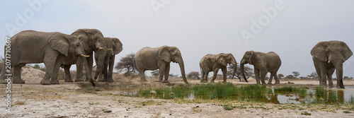 Fotografía Group of large male African Elephant (Loxodonta africana) at a waterhole in Ongu
