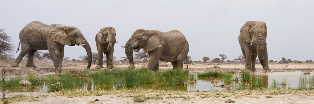 Fototapeta premium Group of large male African Elephant (Loxodonta africana) at a waterhole in Onguma Nature Reserve abutting Etosha National Park, Namibia
