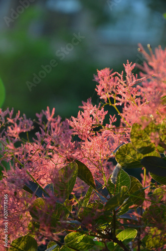 Cotinus coggygria or smoke bush delikat pink blooming shrub in summertime. Growing, planting, landscaping concept. 