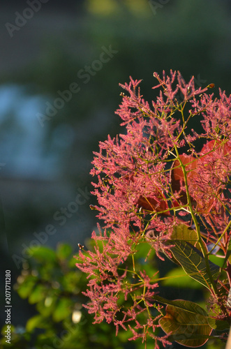 Cotinus coggygria or smoke bush summer blossom . Closeup outdoors delicat pink blooming branches under the sun .Growing ornamental shrubs concept