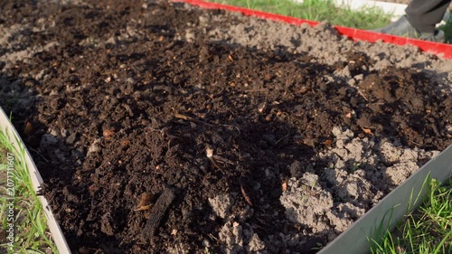 Fertilizing garden bed with homemade vermicompost from compost close-up. Spreading fertilizer in garden before season