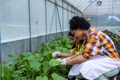 The young farmer is inspecting the produce in his organic farm.