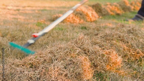 Raking dry dead grass from lawn with fan rake in spring close-up