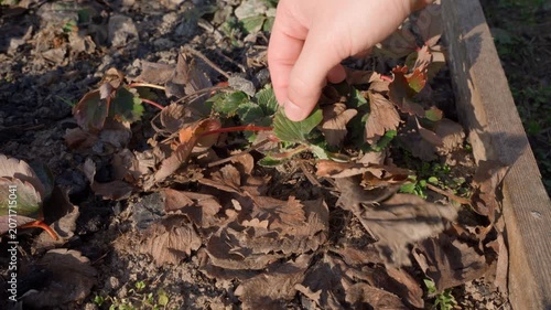 Tending strawberry plant after winter close-up