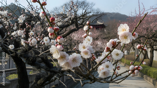 Plum Blossom in early spring. Located in Plum Blossom Hill, Nanjing, Jiangsu, China. 