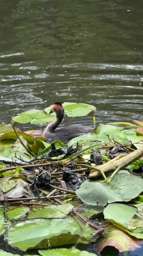 Great crested grebes building a nest