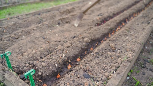 Covering freshly planted onions with soil. Onion sets planting process in garden bed