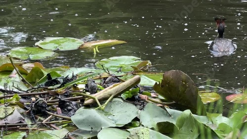 Great crested grebes building a nest