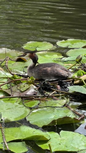 Great crested grebes building a nest