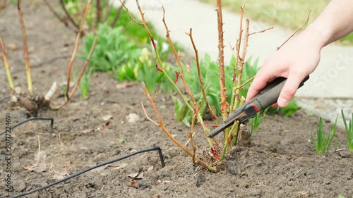 Hand pruning rose bush with secateurs in spring close-up