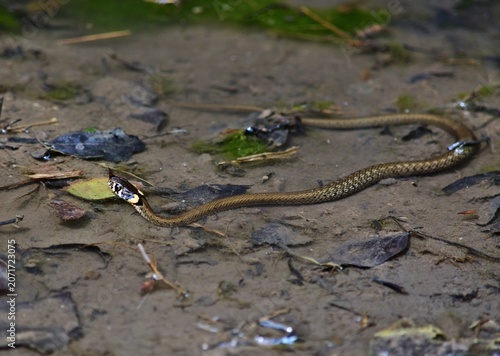 Junge Ringelnatter (Natrix natrix) im Lainzer Tiergarten