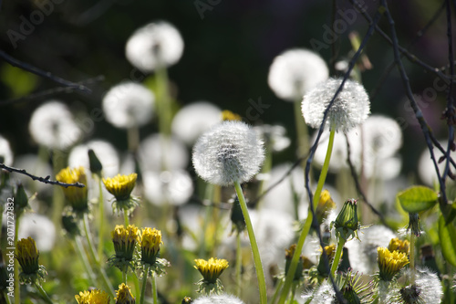 Field of dandelions in various stages of bloom, from yellow buds to fluffy seed heads