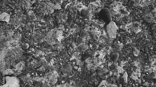 Quadro su tela Black and white close-up of stony earth with coarse rocks, fine gravel, and scattered organic debris, creating a textured natural surface background