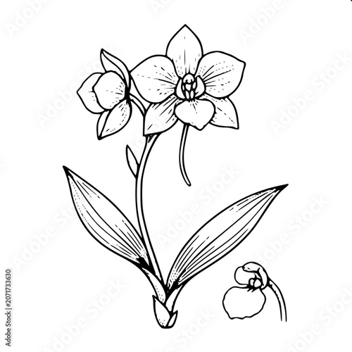 Amazonian Orchid - Black and White Vector Art