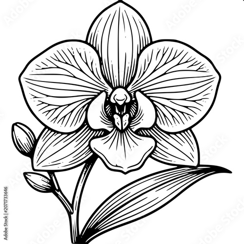 Amazonian Orchid - Minimalist Vector Illustration