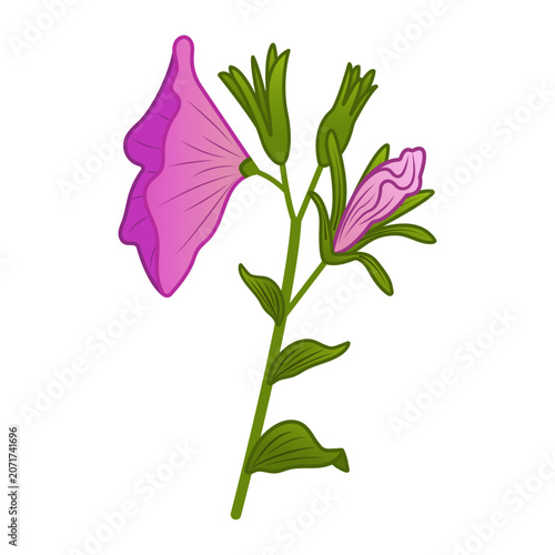 Pink flower isolated on a transparent or white background. Bindweed. Vector illustration. Botanical drawing. Close-up summer design element. Sprig with a flower and leaves.